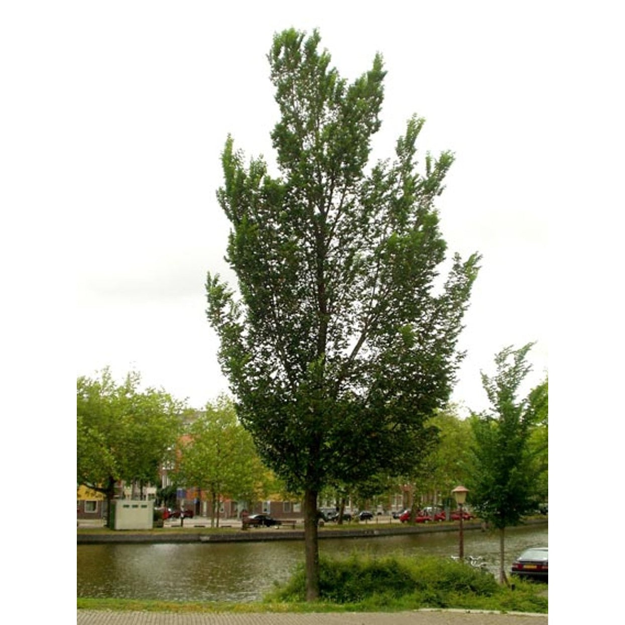 Alm – Ulmus 'Lobel' - 16/18 RB